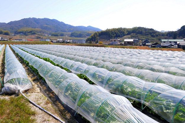 淡路島レタスの収穫体験：レタパックって何だ？新鮮サラダを食べる【木田ファーム】