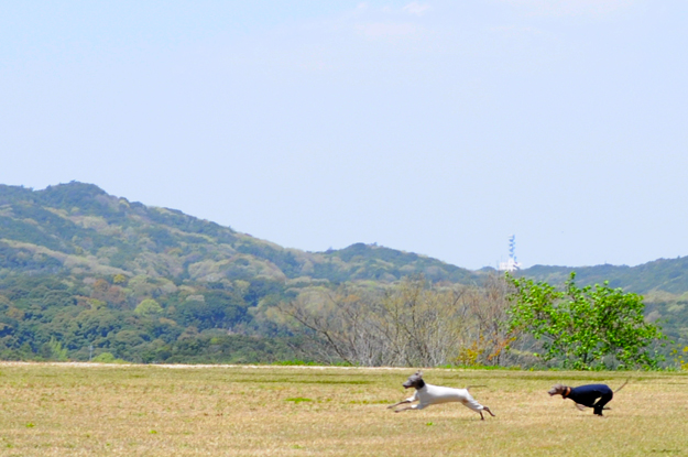 24枚の写真と、さっちゃんのインスタで綴るイタグレ「Heath♂とBuono!♂」の春休みin淡路島！