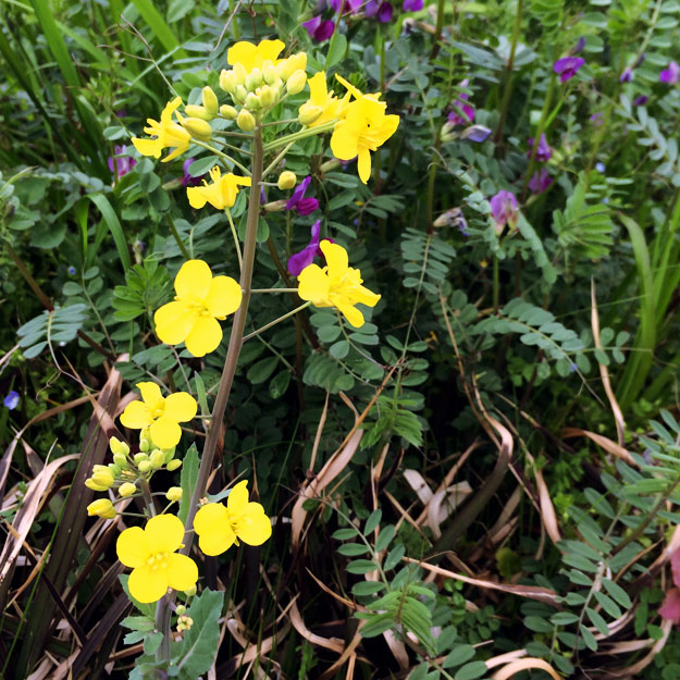 4月1日に感じたこと。「この町の匂い」