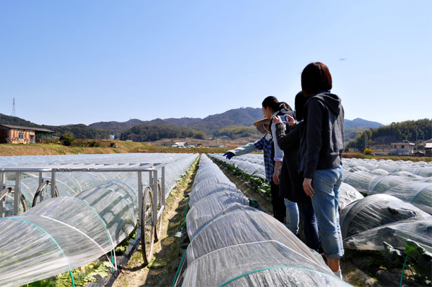 淡路島レタスの収穫体験：レタパックって何だ？新鮮サラダを食べる【木田ファーム】