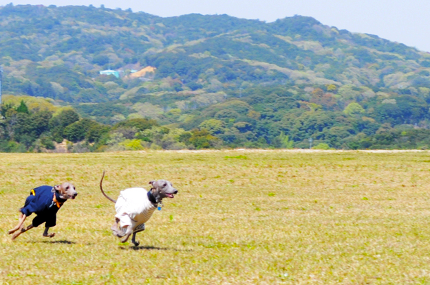 24枚の写真と、さっちゃんのインスタで綴るイタグレ「Heath♂とBuono!♂」の春休みin淡路島！