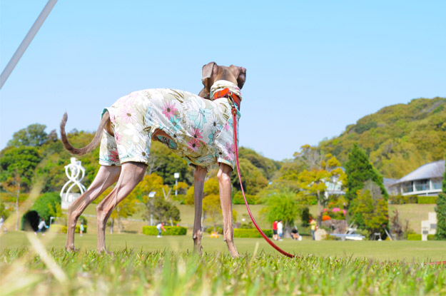 春だし明るく元気にいこうよ！そんな気持ちでデザインした犬服「Flower Garden」の撮影裏話