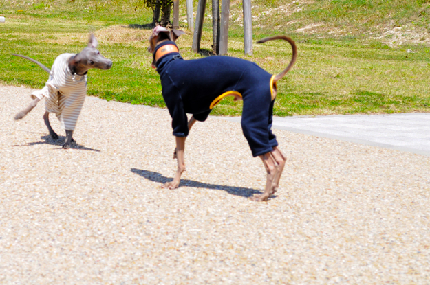 24枚の写真と、さっちゃんのインスタで綴るイタグレ「Heath♂とBuono!♂」の春休みin淡路島！