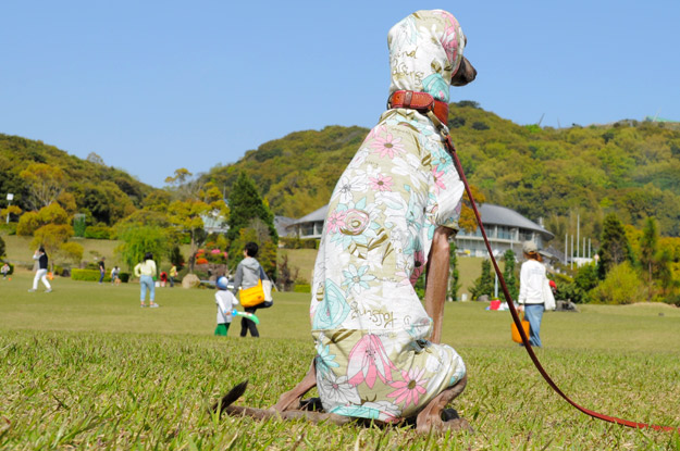春だし明るく元気にいこうよ！そんな気持ちでデザインした犬服「Flower Garden」の撮影裏話