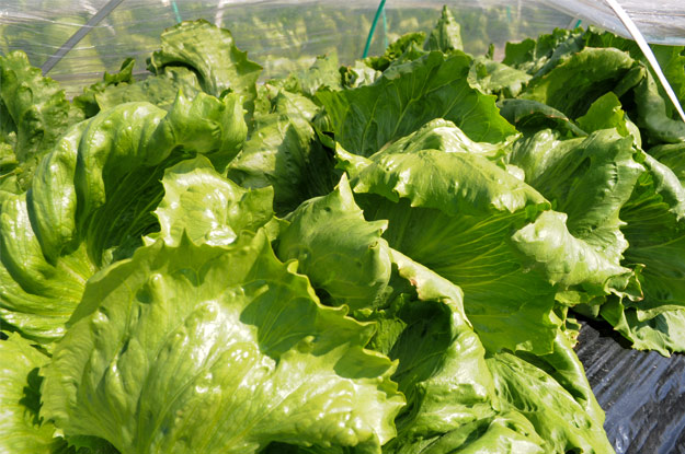 淡路島レタスの収穫体験：レタパックって何だ？新鮮サラダを食べる【木田ファーム】