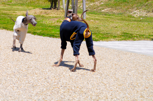 24枚の写真と、さっちゃんのインスタで綴るイタグレ「Heath♂とBuono!♂」の春休みin淡路島！