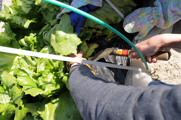 淡路島レタスの収穫体験：レタパックって何だ？新鮮サラダを食べる【木田ファーム】
