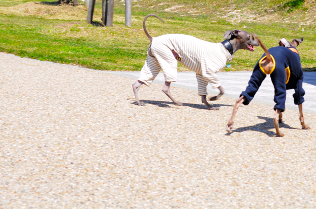 24枚の写真と、さっちゃんのインスタで綴るイタグレ「Heath♂とBuono!♂」の春休みin淡路島！