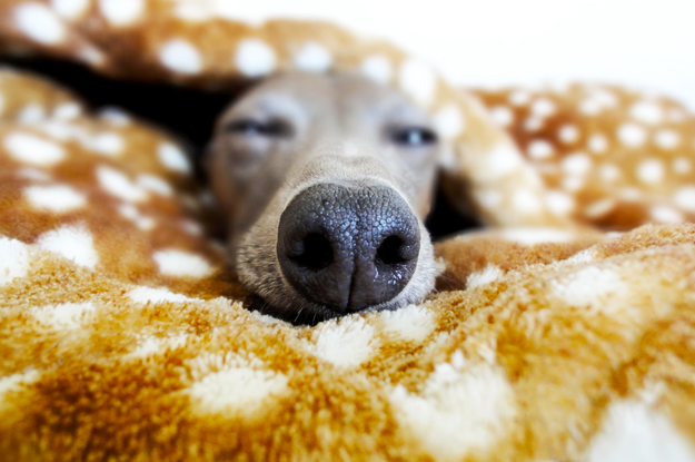 春だし明るく元気にいこうよ！そんな気持ちでデザインした犬服「Flower Garden」の撮影裏話