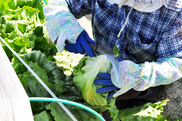 淡路島で新鮮「レタス」穫ったどぉー！初めての収穫体験、レタパックって何だ？、シャキシャキサラダで食す！in木田ファーム
