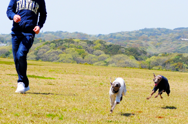 24枚の写真と、さっちゃんのインスタで綴るイタグレ「Heath♂とBuono!♂」の春休みin淡路島！