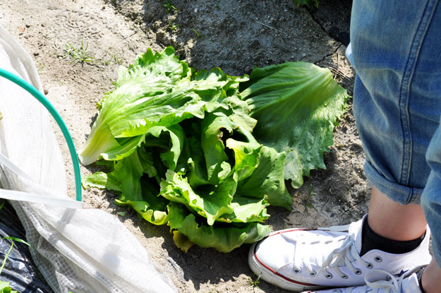 淡路島レタスの収穫体験：レタパックって何だ？新鮮サラダを食べる【木田ファーム】