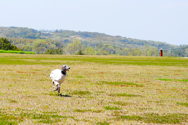 24枚の写真と、さっちゃんのインスタで綴るイタグレ「Heath♂とBuono!♂」の春休みin淡路島！