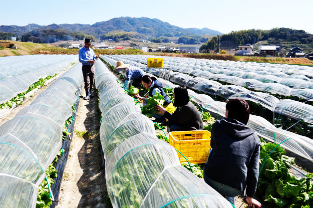 淡路島レタスの収穫体験：レタパックって何だ？新鮮サラダを食べる【木田ファーム】