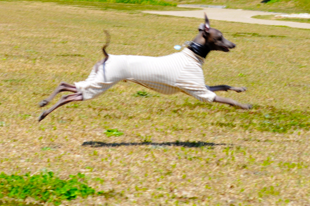 24枚の写真と、さっちゃんのインスタで綴るイタグレ「Heath♂とBuono!♂」の春休みin淡路島！v