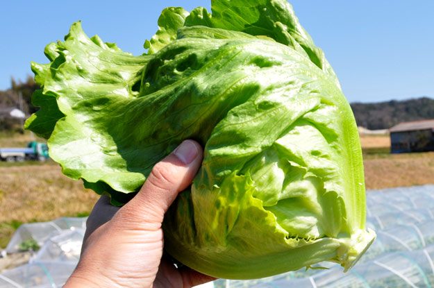 淡路島レタスの収穫体験：レタパックって何だ？新鮮サラダを食べる【木田ファーム】