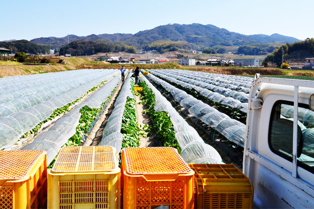 淡路島レタスの収穫体験：レタパックって何だ？新鮮サラダを食べる【木田ファーム】