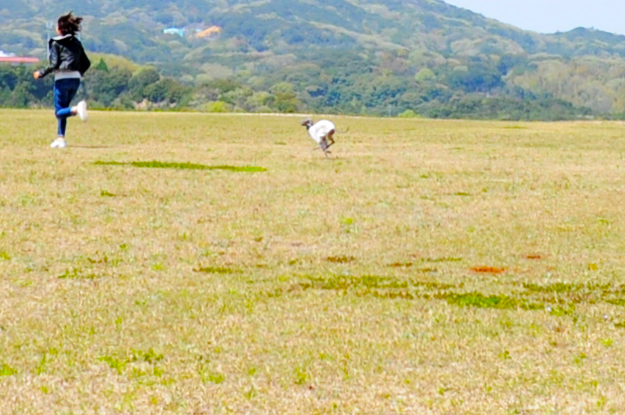 24枚の写真と、さっちゃんのインスタで綴るイタグレ「Heath♂とBuono!♂」の春休みin淡路島！