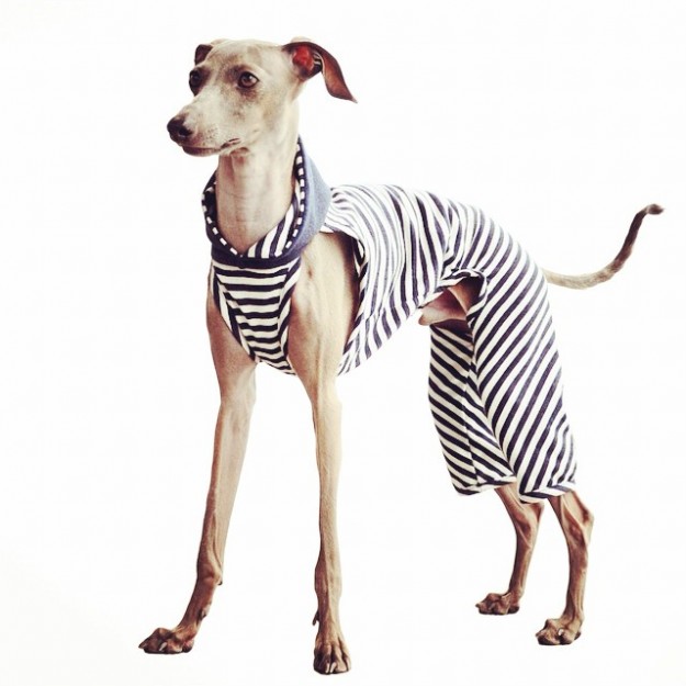 よっちゃん、嬉し泣き！ARARTA HOUSEの「犬服」を着たイタグレ伊太郎くんがテレビに出演した日の話