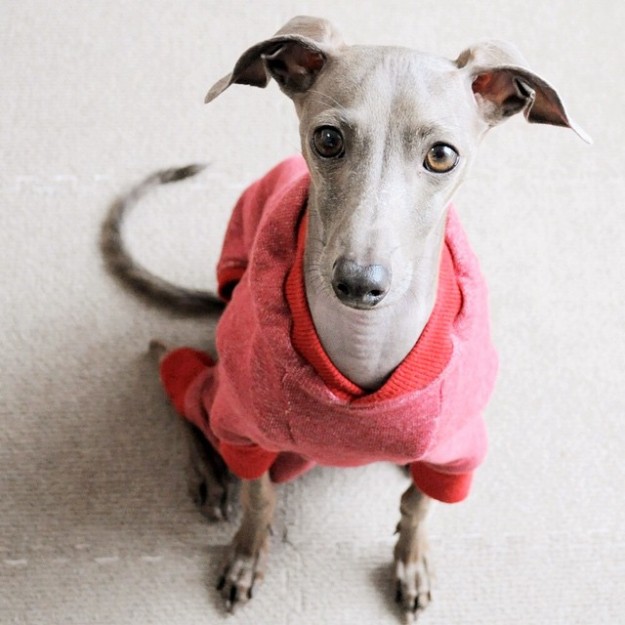 「犬服」年中着れるトレーナーが選べる３タイプ×３カラーにリニューアルしました！