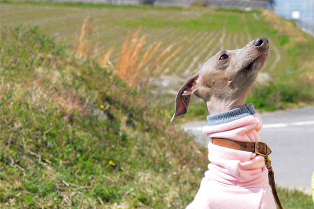 淡路島レタスの収穫体験：レタパックって何だ？新鮮サラダを食べる【木田ファーム】