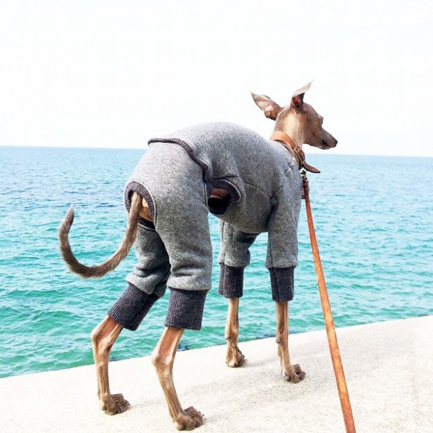 「犬服」年中着れるトレーナーが選べる３タイプ×３カラーにリニューアルしました！