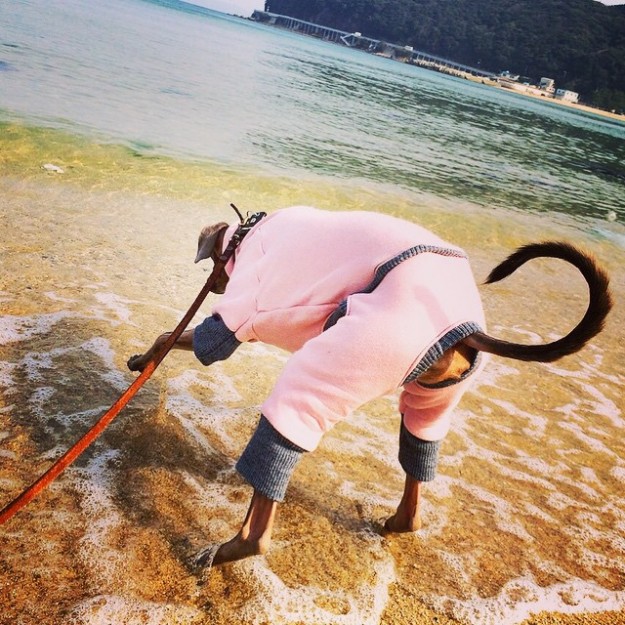 「犬服」年中着れるトレーナーが選べる３タイプ×３カラーにリニューアルしました！