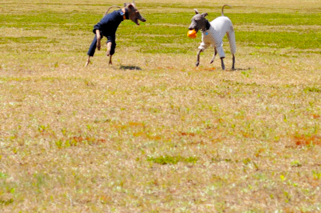 24枚の写真と、さっちゃんのインスタで綴るイタグレ「Heath♂とBuono!♂」の春休みin淡路島！