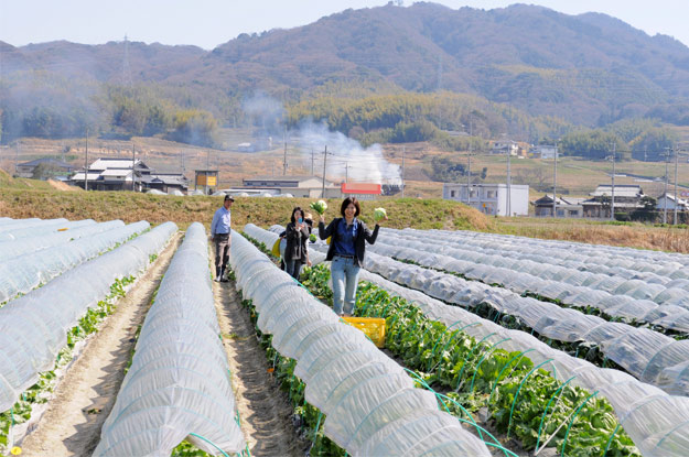 淡路島レタスの収穫体験：レタパックって何だ？新鮮サラダを食べる【木田ファーム】