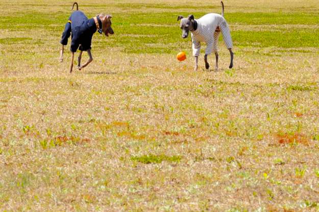 24枚の写真と、さっちゃんのインスタで綴るイタグレ「Heath♂とBuono!♂」の春休みin淡路島！