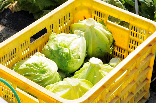 淡路島レタスの収穫体験：レタパックって何だ？新鮮サラダを食べる【木田ファーム】