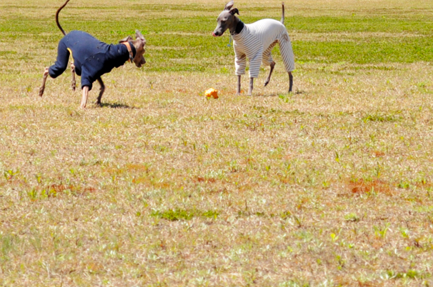 24枚の写真と、さっちゃんのインスタで綴るイタグレ「Heath♂とBuono!♂」の春休みin淡路島！