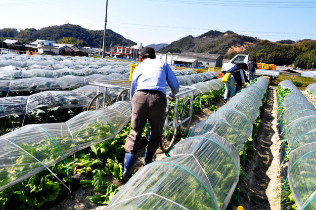 淡路島レタスの収穫体験：レタパックって何だ？新鮮サラダを食べる【木田ファーム】