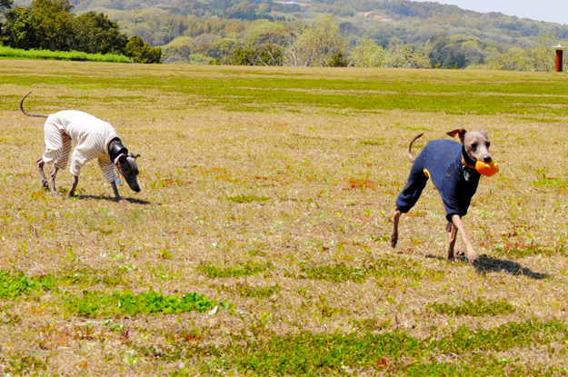 24枚の写真と、さっちゃんのインスタで綴るイタグレ「Heath♂とBuono!♂」の春休みin淡路島！