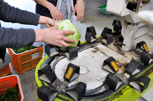 淡路島レタスの収穫体験：レタパックって何だ？新鮮サラダを食べる【木田ファーム】