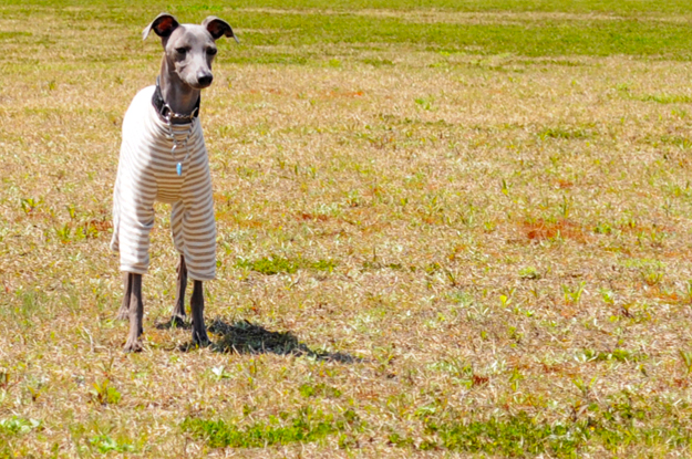 24枚の写真と、さっちゃんのインスタで綴るイタグレ「Heath♂とBuono!♂」の春休みin淡路島！