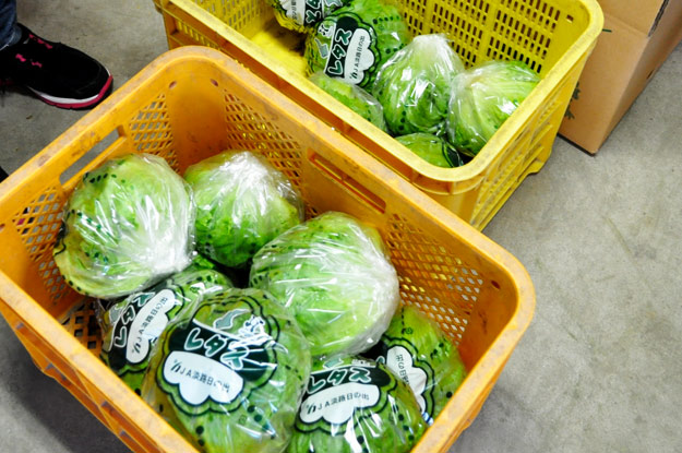 淡路島レタスの収穫体験：レタパックって何だ？新鮮サラダを食べる【木田ファーム】