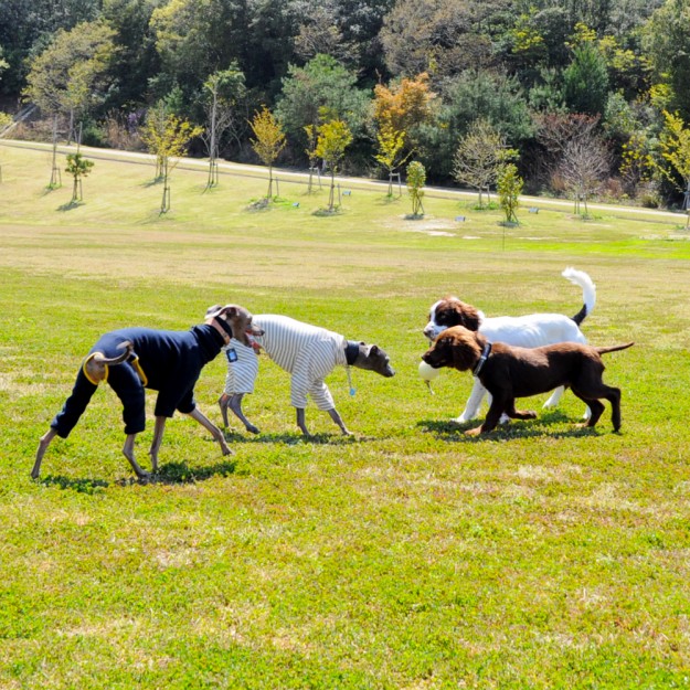 24枚の写真と、さっちゃんのインスタで綴るイタグレ「Heath♂とBuono!♂」の春休みin淡路島！