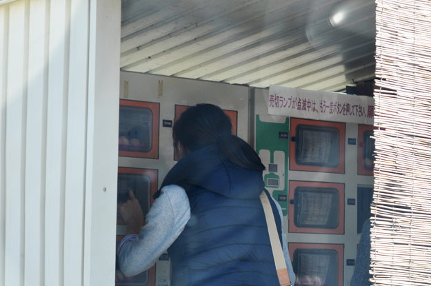 淡路島で新鮮「レタス」穫ったどぉー！初めての収穫体験、レタパックって何だ？、シャキシャキサラダで食す！in木田ファーム