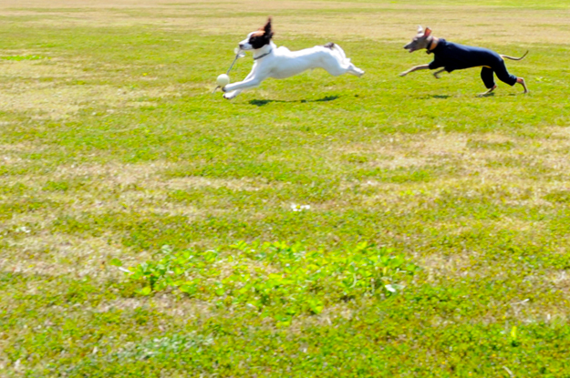 24枚の写真と、さっちゃんのインスタで綴るイタグレ「Heath♂とBuono!♂」の春休みin淡路島!