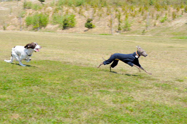 24枚の写真と、さっちゃんのインスタで綴るイタグレ「Heath♂とBuono!♂」の春休みin淡路島！