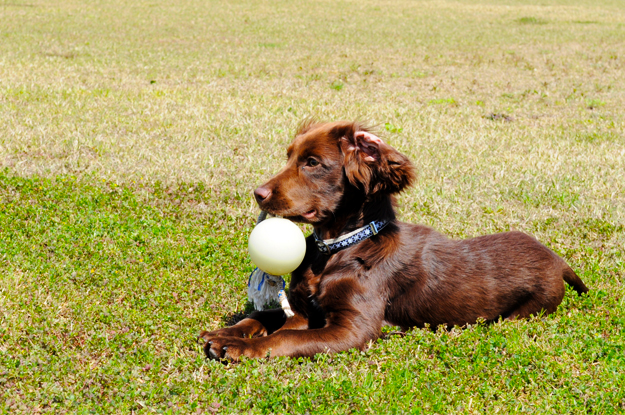24枚の写真と、さっちゃんのインスタで綴るイタグレ「Heath♂とBuono!♂」の春休みin淡路島！