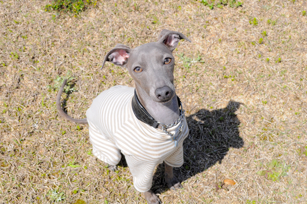 24枚の写真と、さっちゃんのインスタで綴るイタグレ「Heath♂とBuono!♂」の春休みin淡路島！