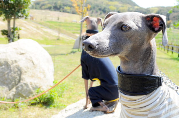 24枚の写真と、さっちゃんのインスタで綴るイタグレ「Heath♂とBuono!♂」の春休みin淡路島！