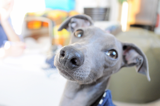 24枚の写真と、さっちゃんのインスタで綴るイタグレ「Heath♂とBuono!♂」の春休みin淡路島！