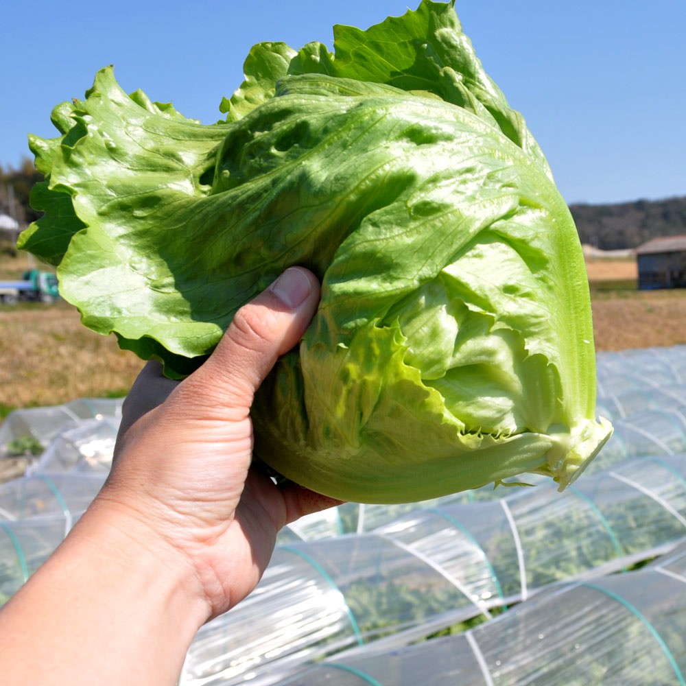 淡路島で新鮮「レタス」穫ったどぉー！初めての収穫体験、レタパックって何だ？、シャキシャキサラダで食す！in木田ファーム