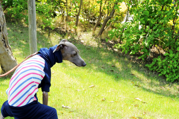 大公開！！お洒落な服を着た愛犬を「不細工に」「格好悪く」撮影する「４つのポイント」を教えます！