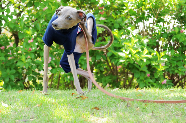 大公開！！お洒落な服を着た愛犬を「不細工に」「格好悪く」撮影する「４つのポイント」を教えます！