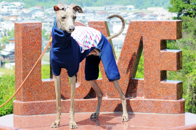 大公開！！お洒落な服を着た愛犬を「不細工に」「格好悪く」撮影する「４つのポイント」を教えます！