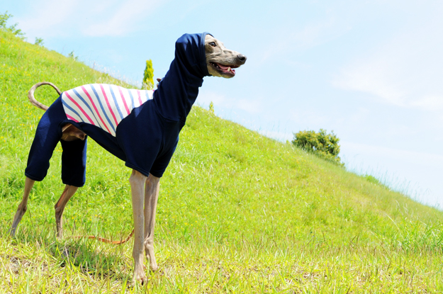 大公開！！お洒落な服を着た愛犬を「不細工に」「格好悪く」撮影する「４つのポイント」を教えます！